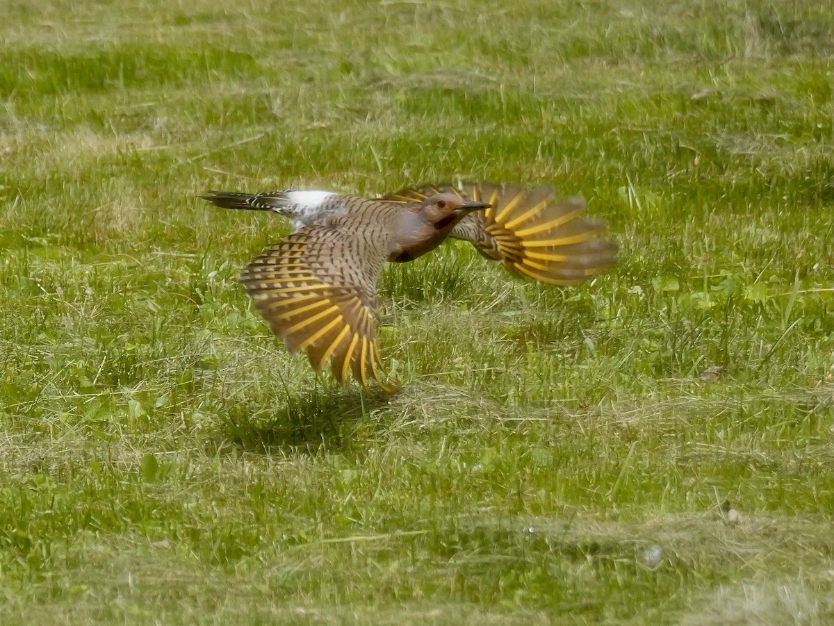 Northern Flicker (Yellow-shafted) - ML620552582