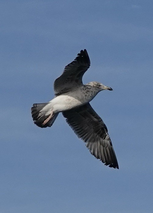 Lesser Black-backed Gull - ML620552583