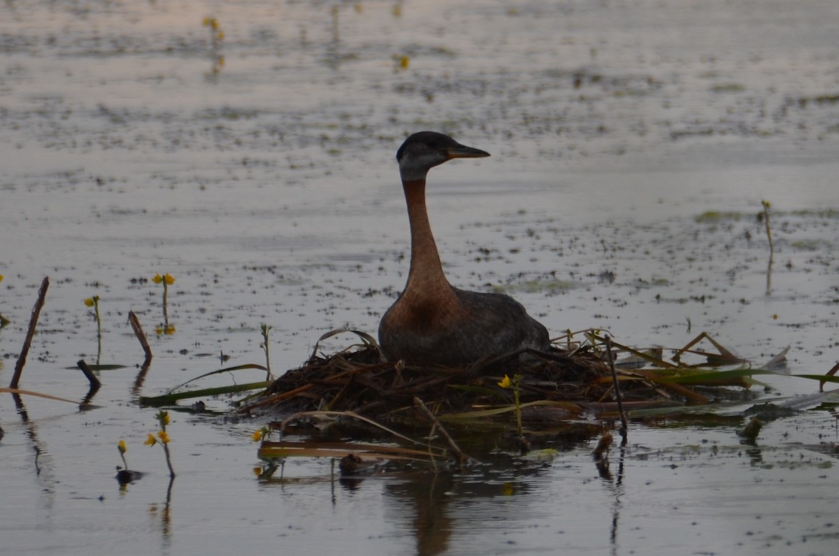 Red-necked Grebe - ML620552606