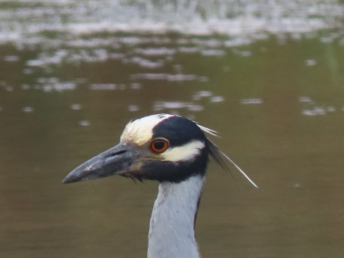 Yellow-crowned Night Heron - ML620552636