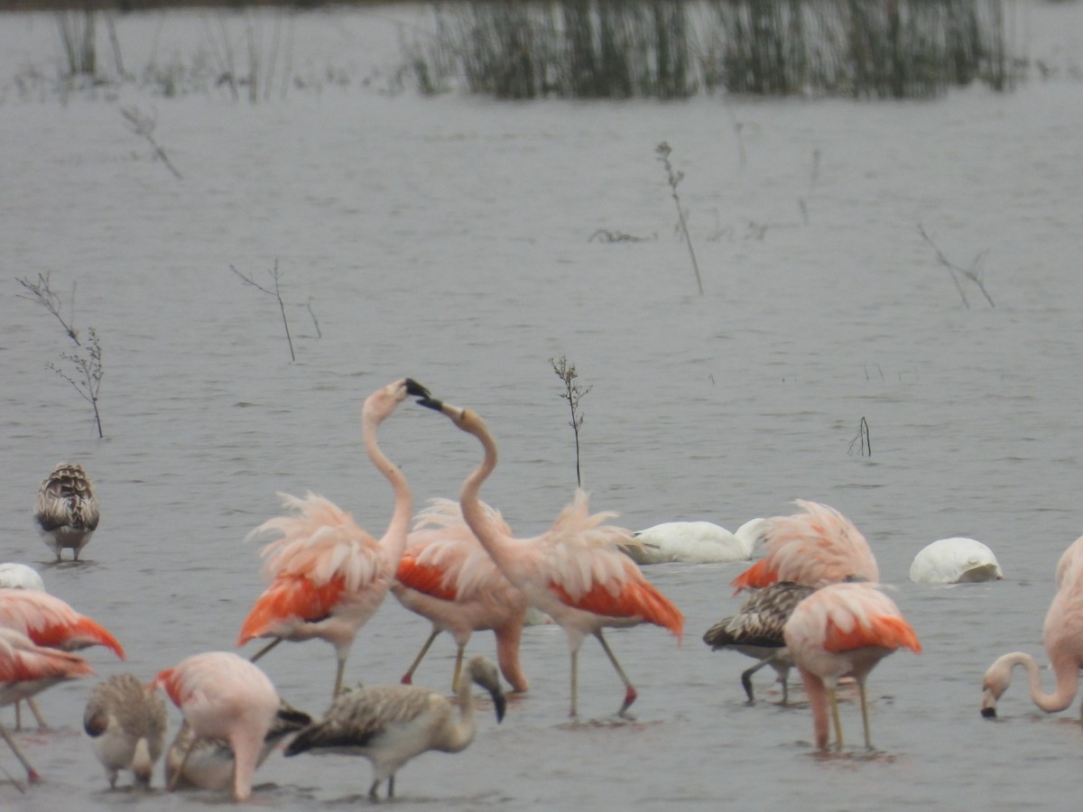 Chilean Flamingo - ML620552654