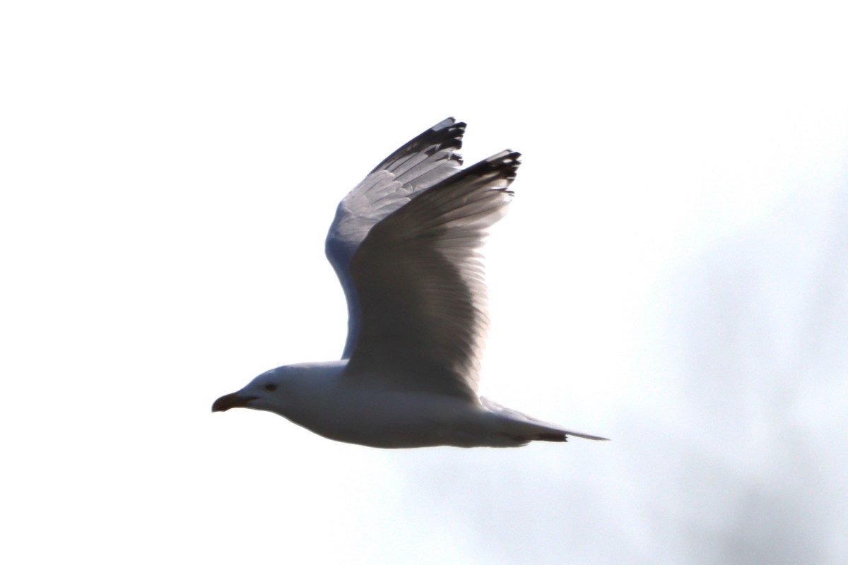 Herring Gull - ML620552657