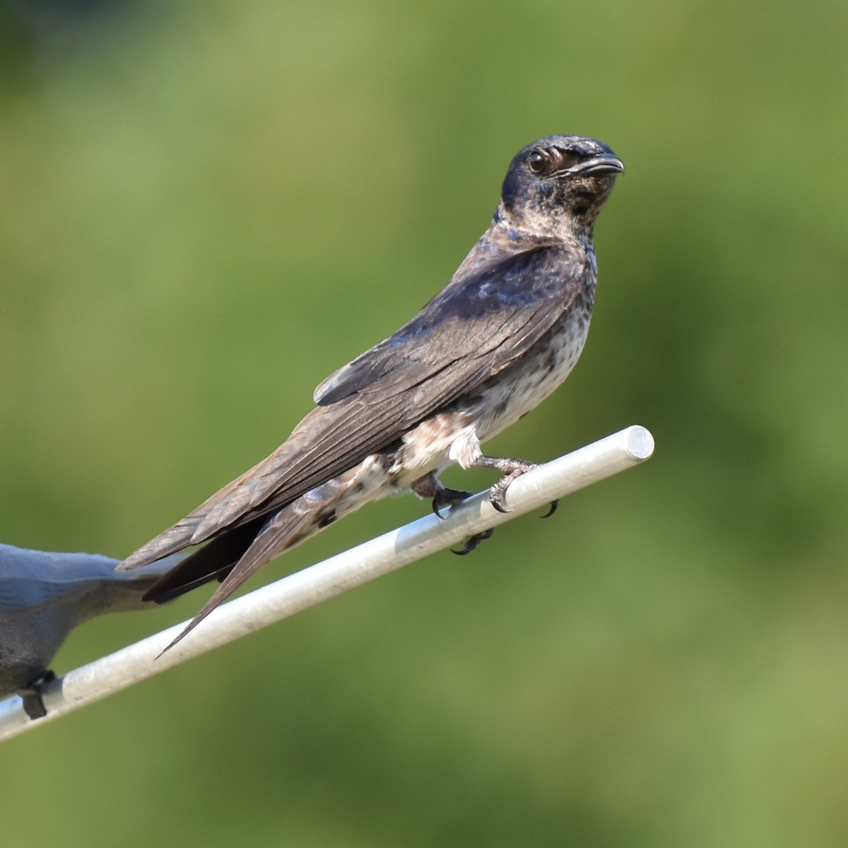 Purple Martin - ML620552669