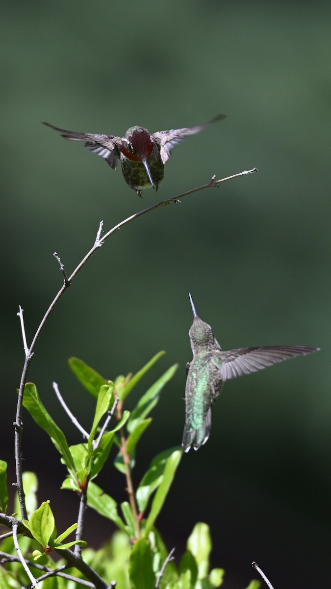 Anna's Hummingbird - ML620552670