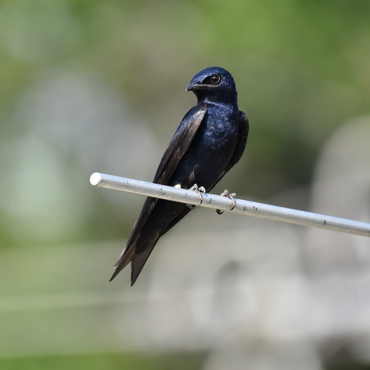 Purple Martin - Rose Ryan