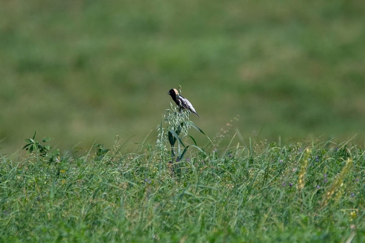 Bobolink - ML620552706