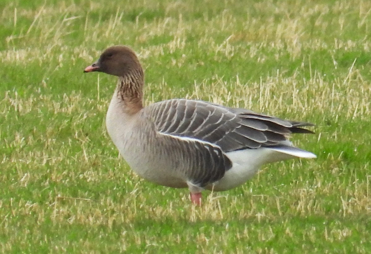 Pink-footed Goose - ML620552728