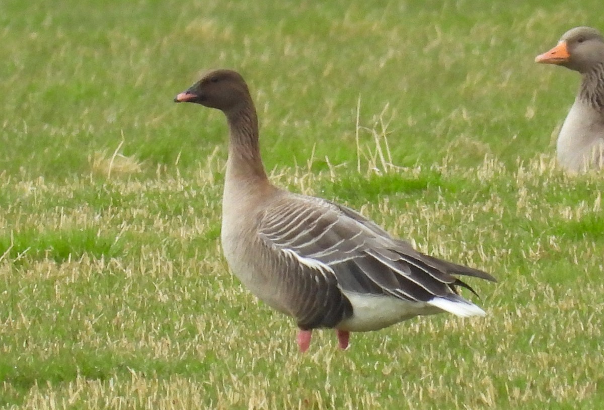 Pink-footed Goose - ML620552736