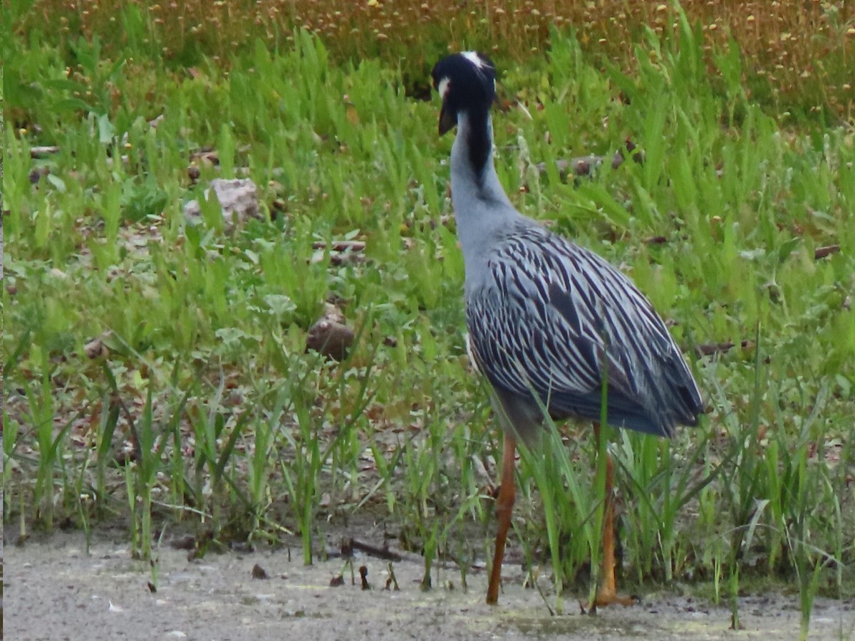 Yellow-crowned Night Heron - ML620552792