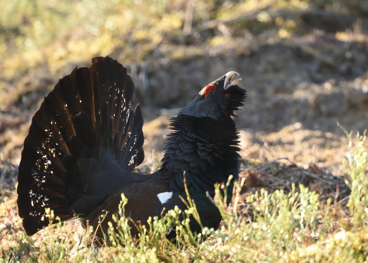 Urogallo Común - ML620552795