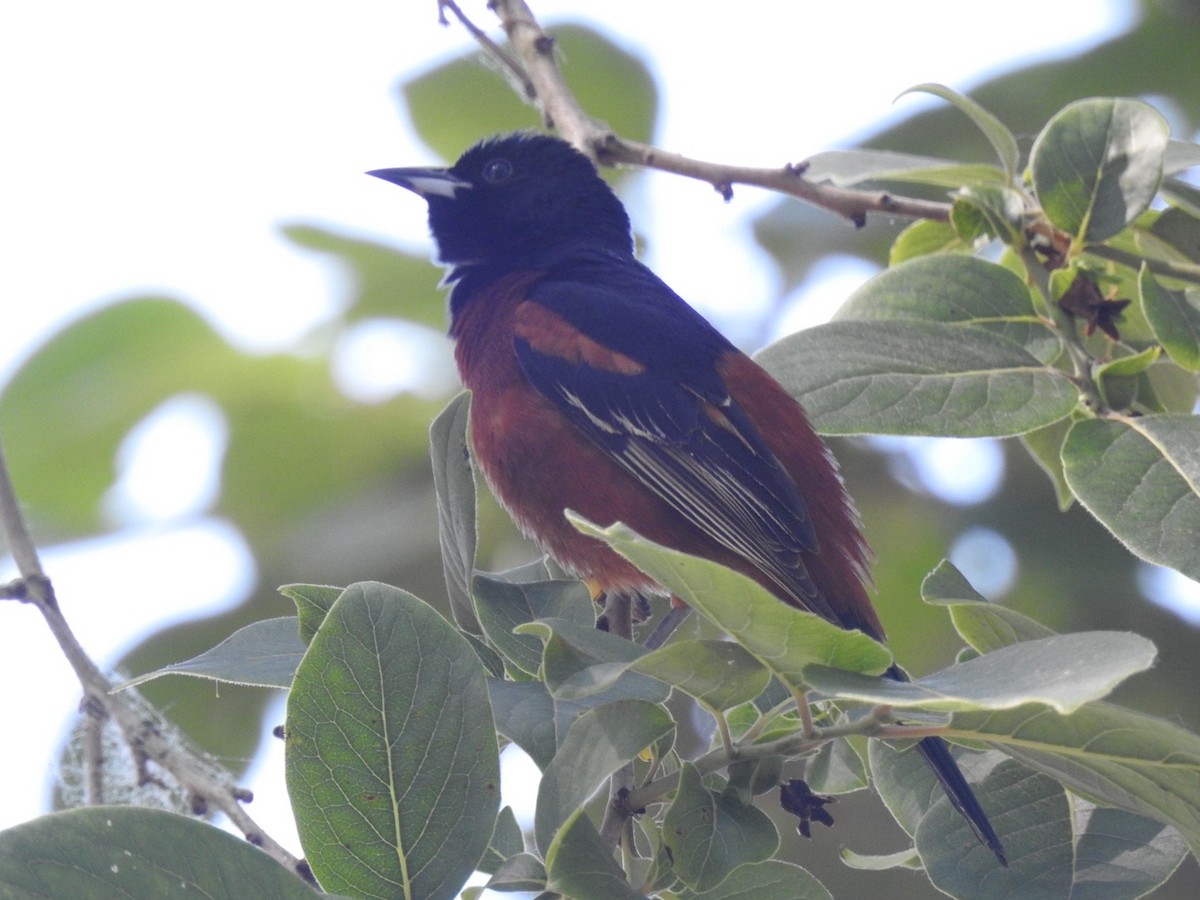 Orchard Oriole - ML620552802