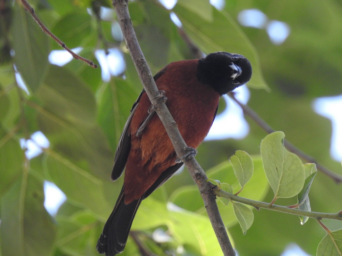 Orchard Oriole - ML620552805