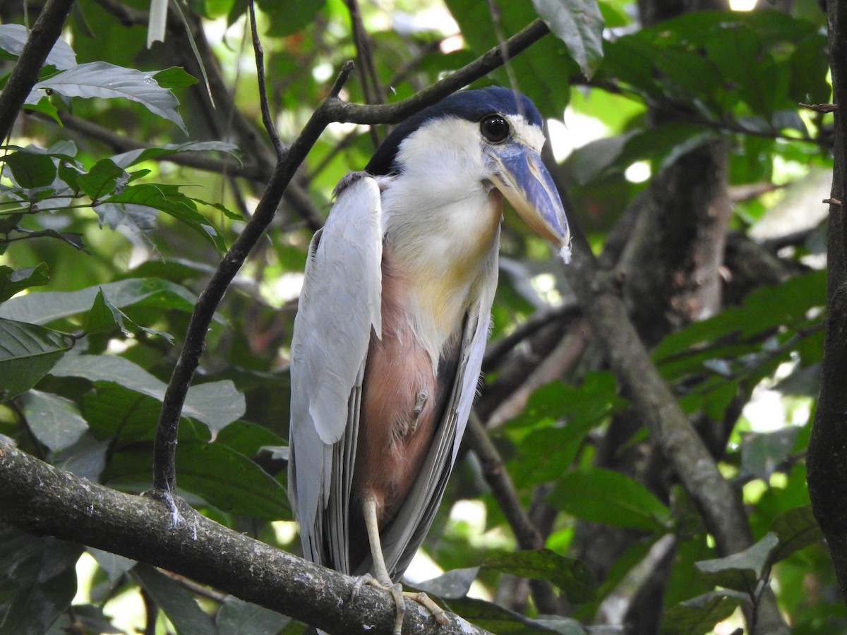 Boat-billed Heron - ML620552807