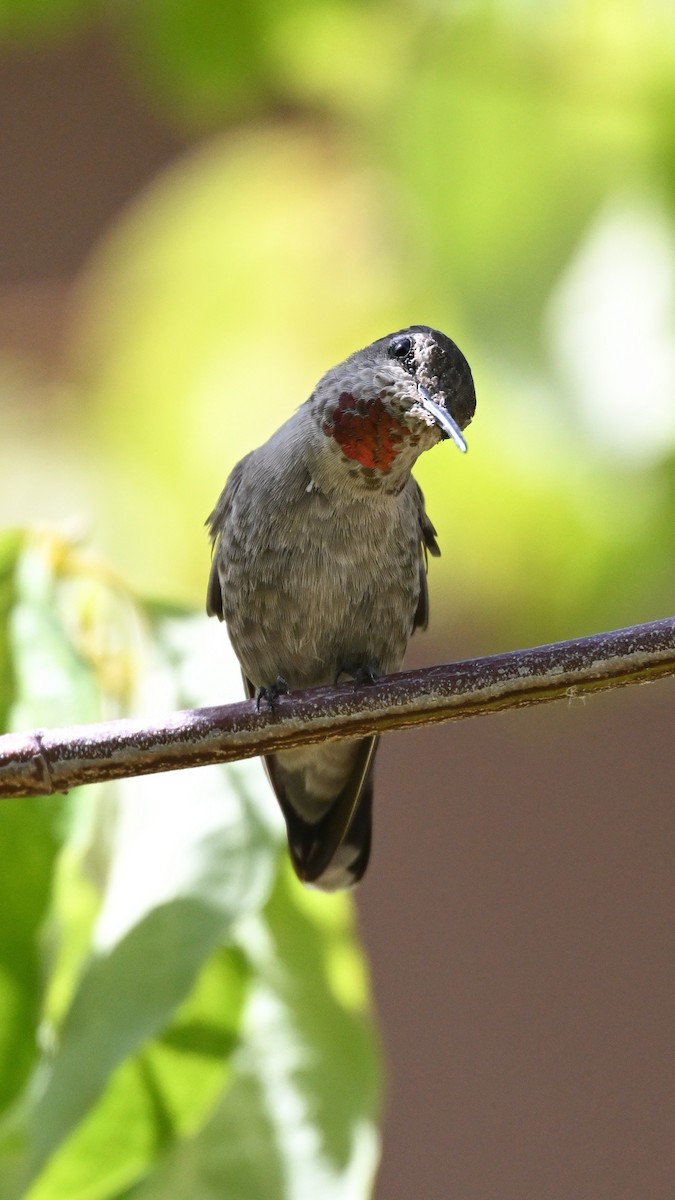 Anna's Hummingbird - ML620552808