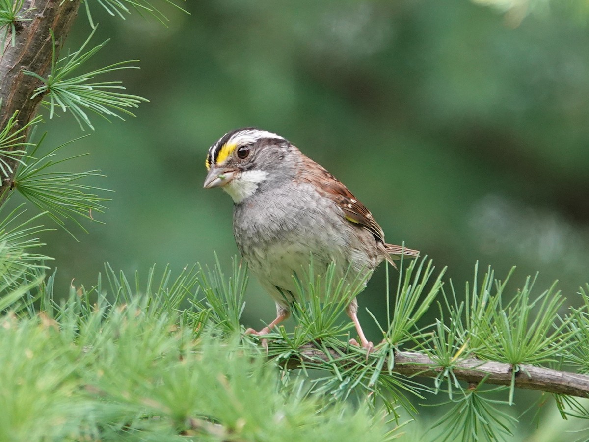 White-throated Sparrow - ML620552835
