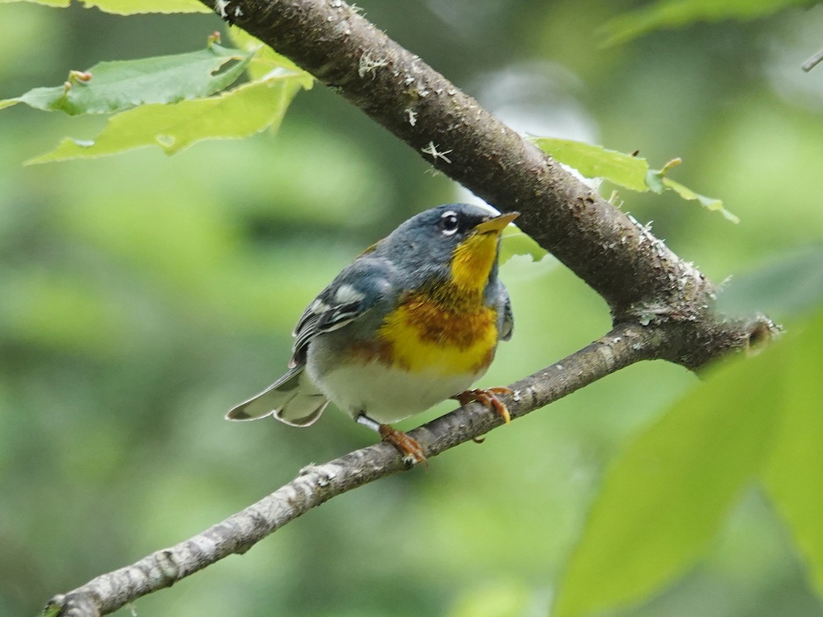 Northern Parula - ML620552846