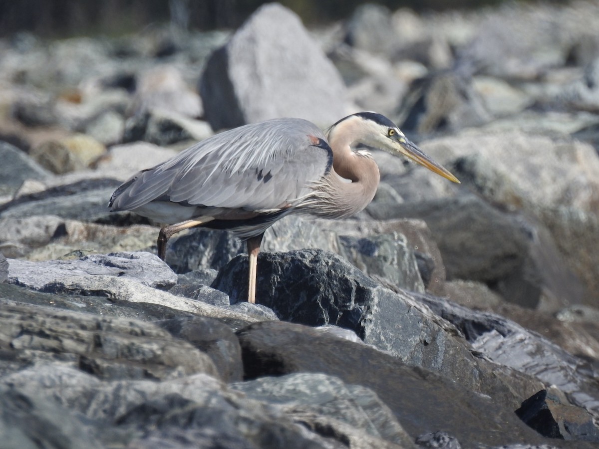 Great Blue Heron - ML620552847