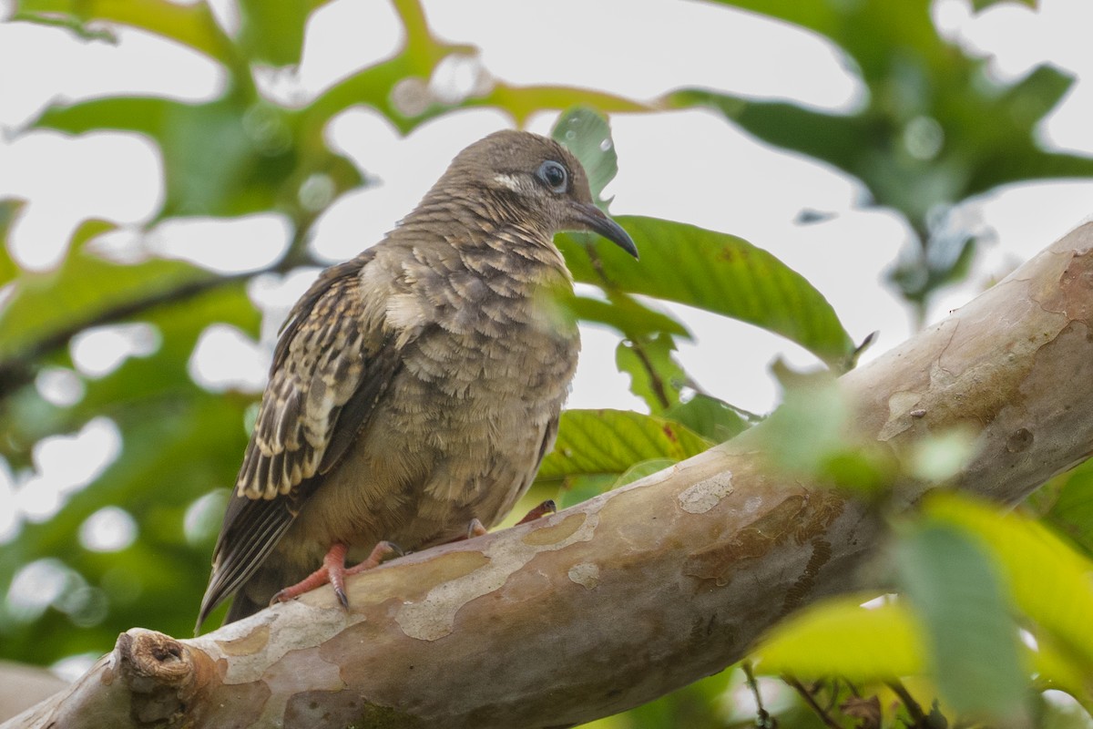 Tourterelle des Galapagos - ML620552848