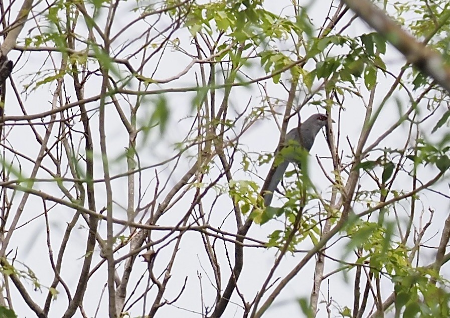 Green-billed Malkoha - ML620552968