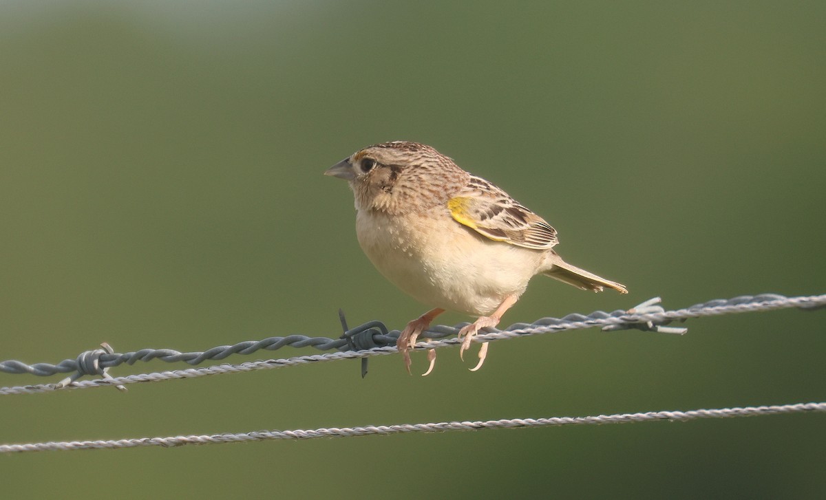Grasshopper Sparrow - ML620552984
