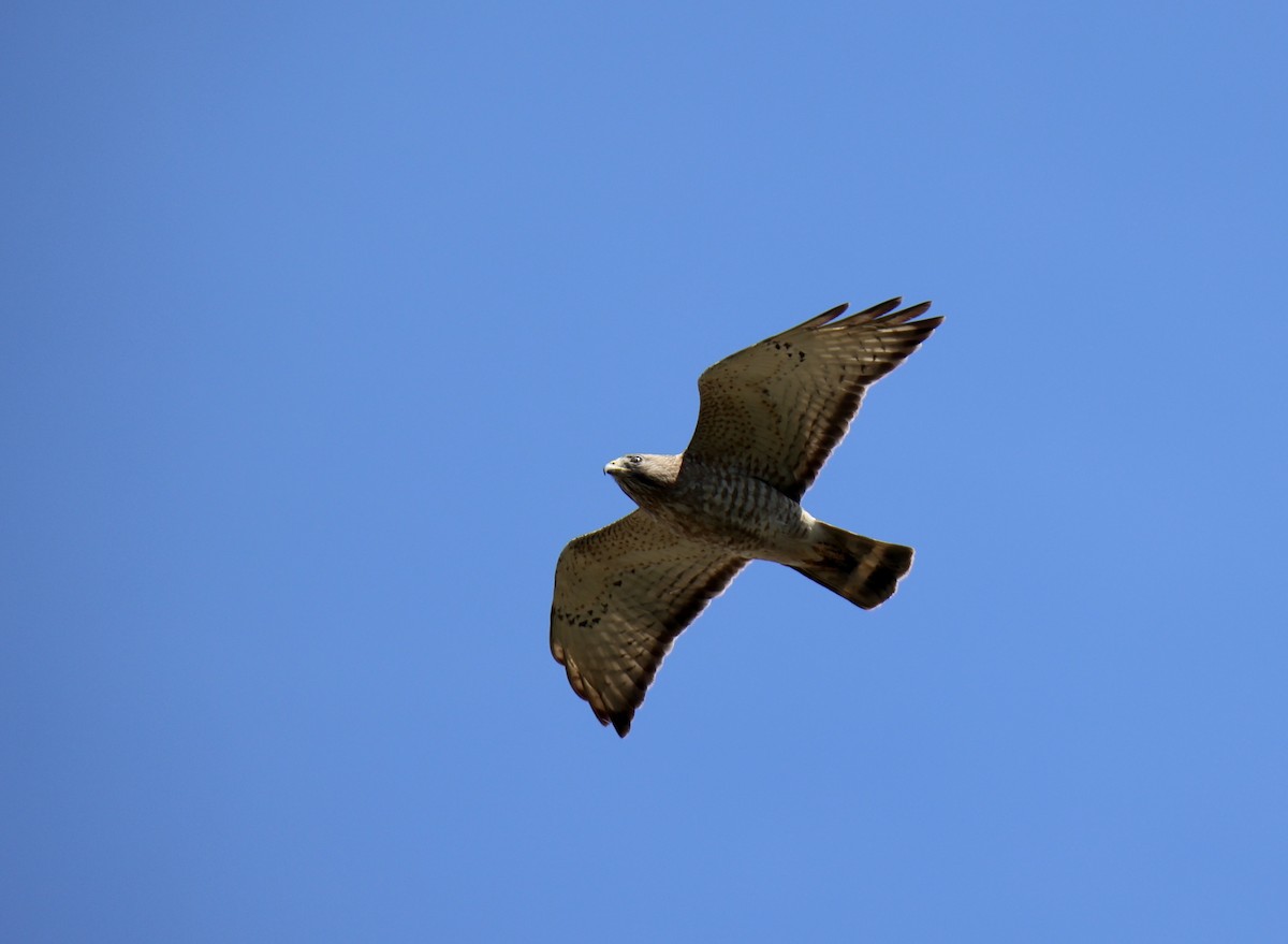 Broad-winged Hawk - Jack Kew