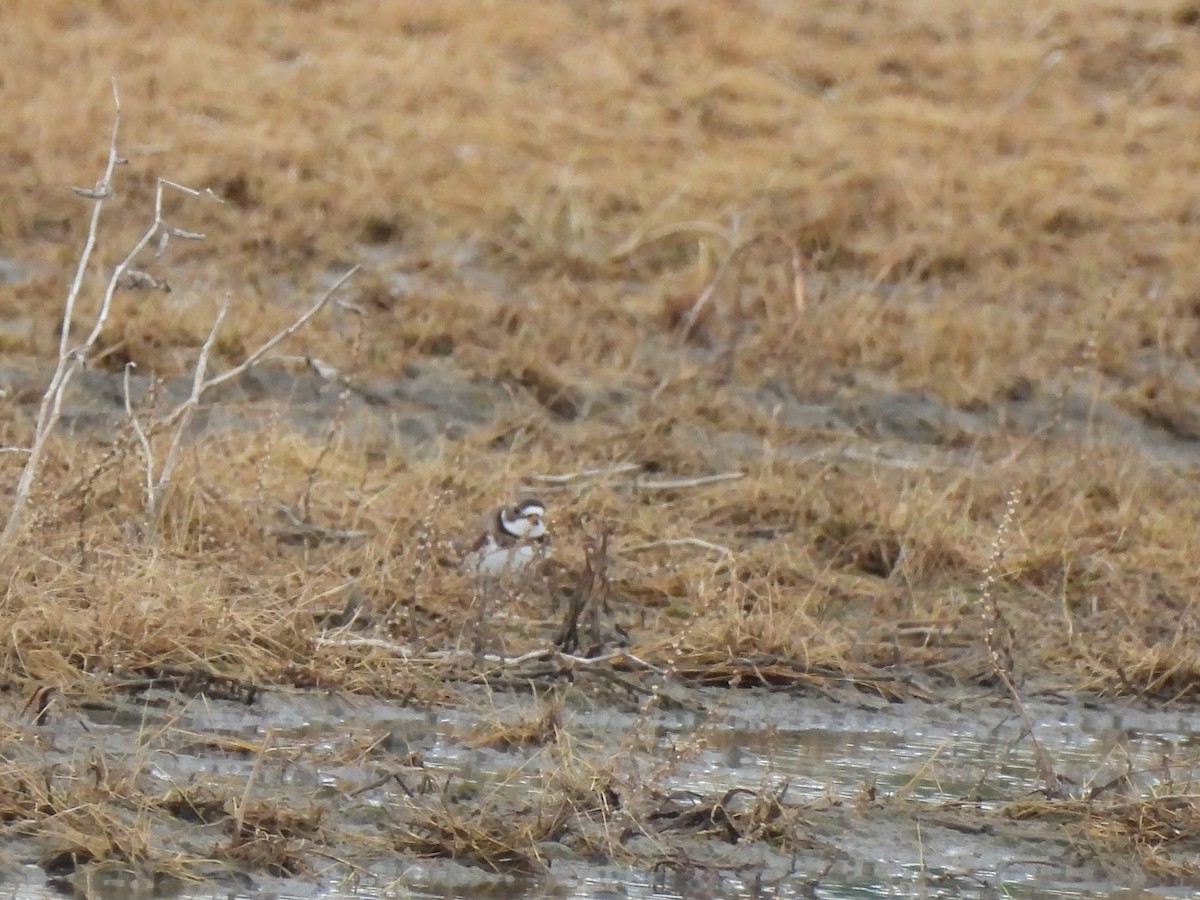 Semipalmated Plover - ML620553050
