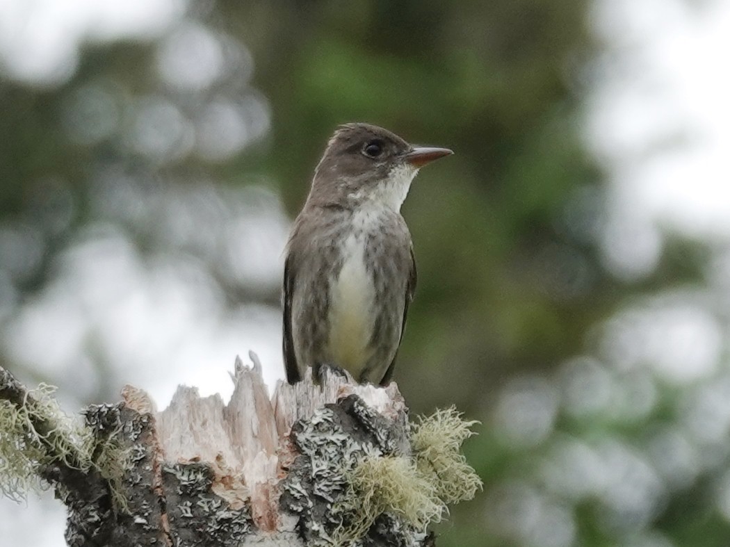 Olive-sided Flycatcher - ML620553088