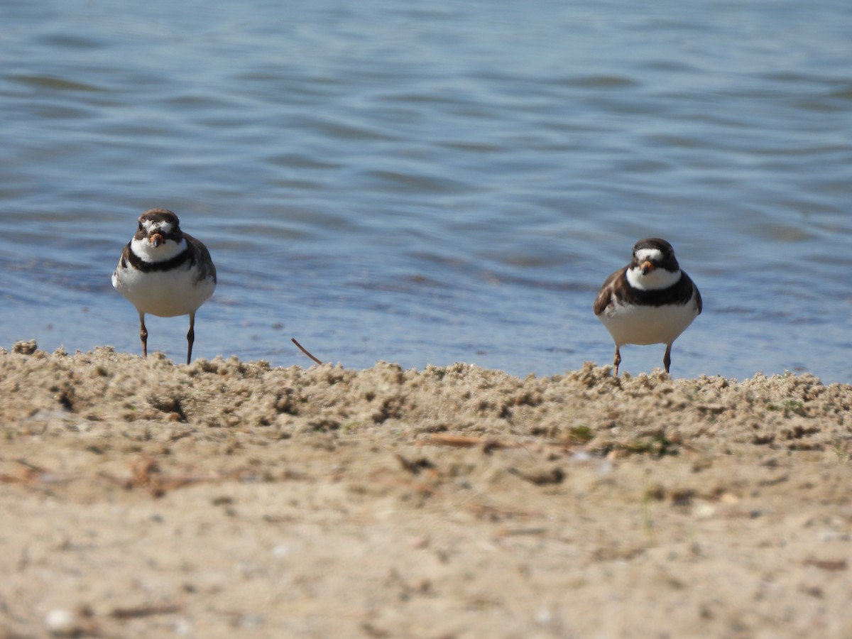 Semipalmated Plover - ML620553091