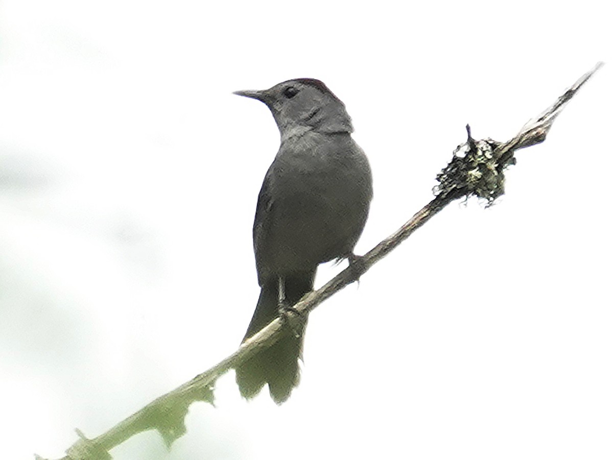 Gray Catbird - ML620553094