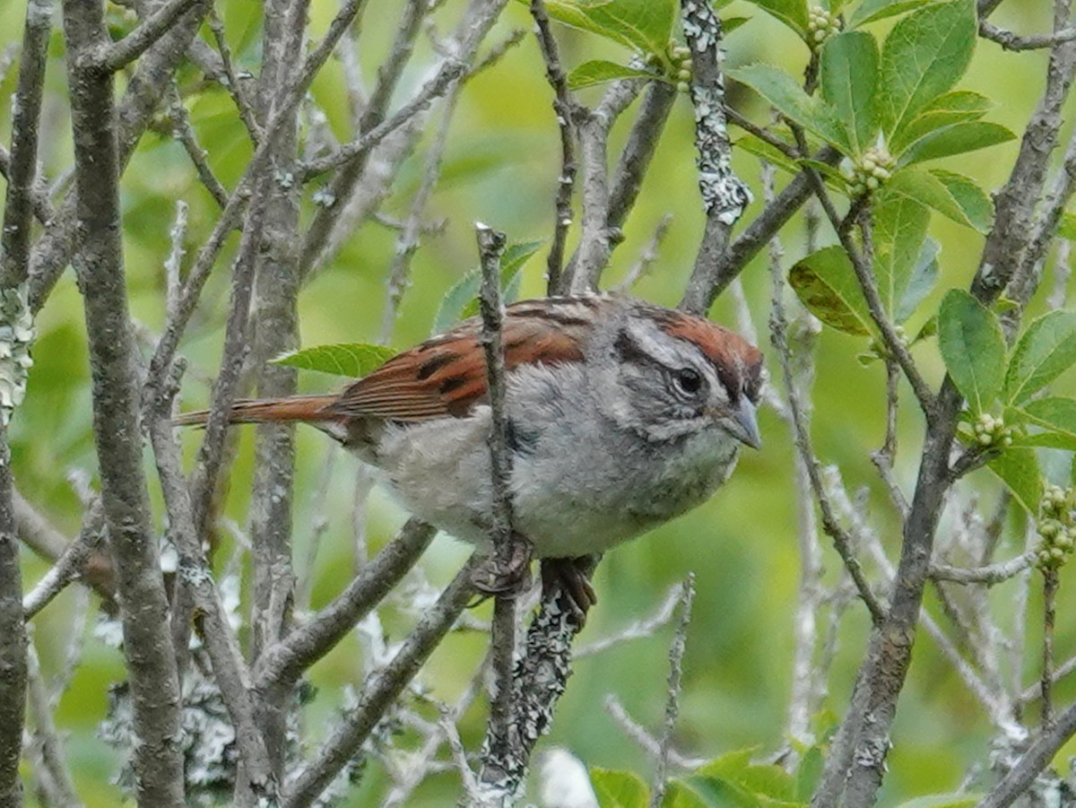 Swamp Sparrow - Barry Reed