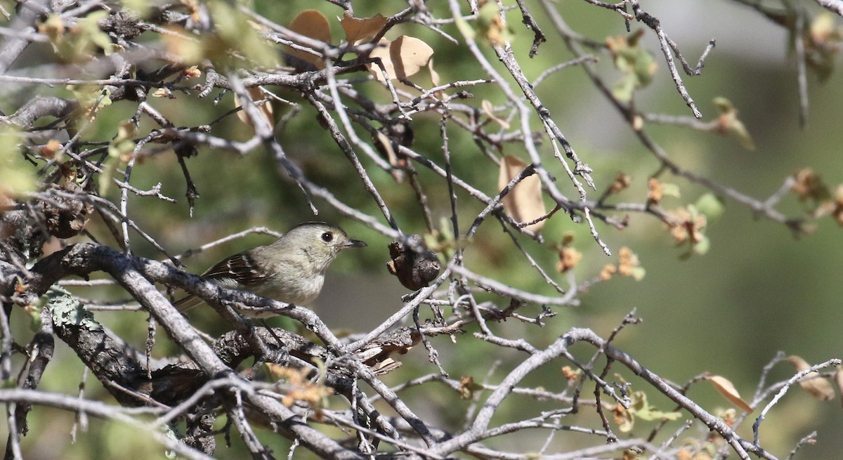 Hutton's Vireo - ML620553144