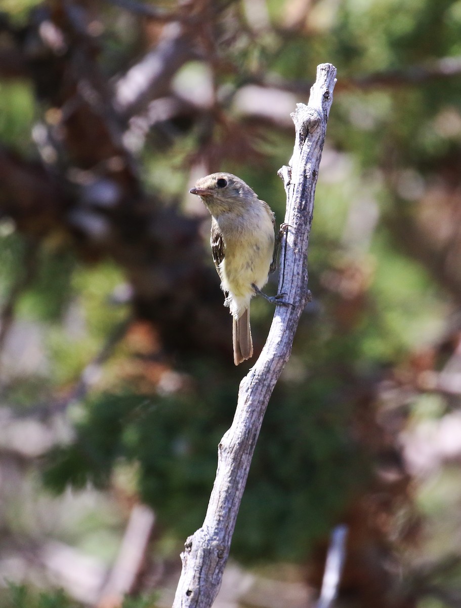 Hutton's Vireo - ML620553145