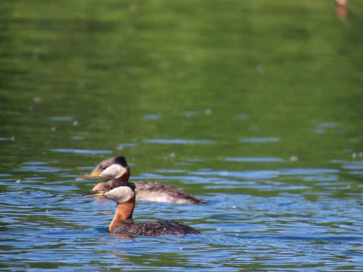 Red-necked Grebe - ML620553176