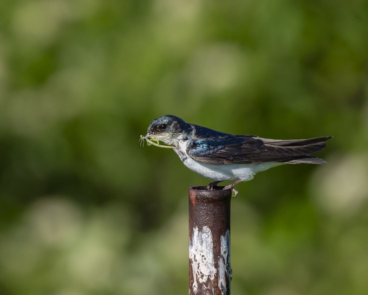 Golondrina Bicolor - ML620553177