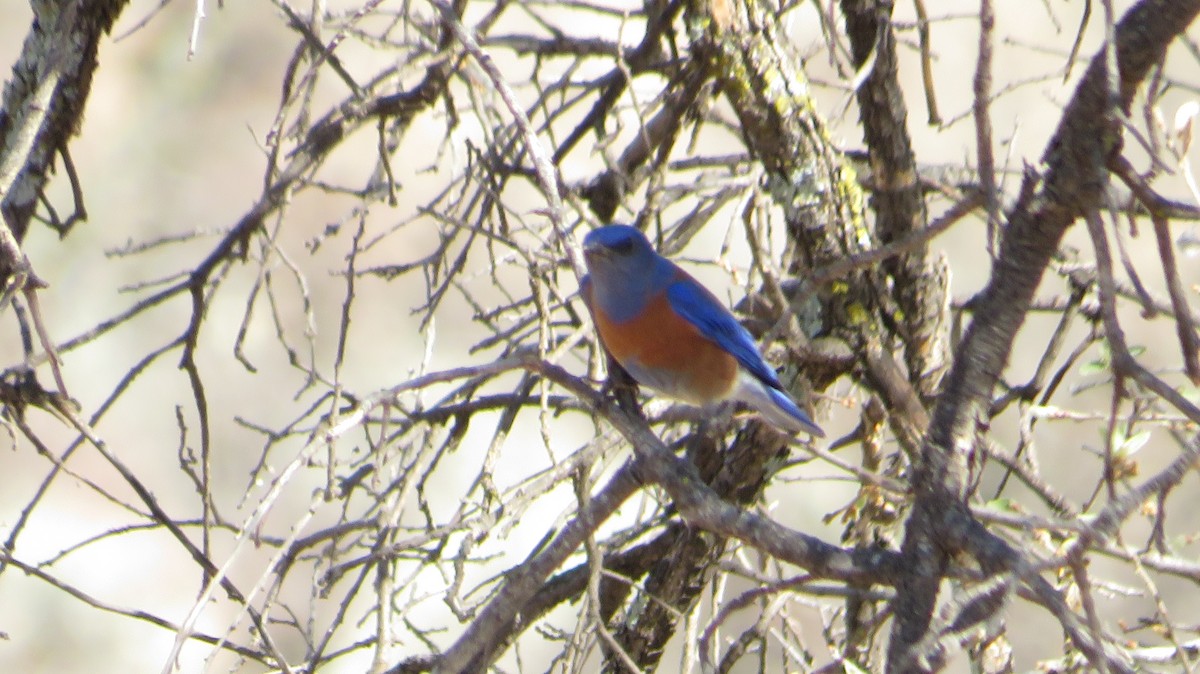 Western Bluebird - ML620553185