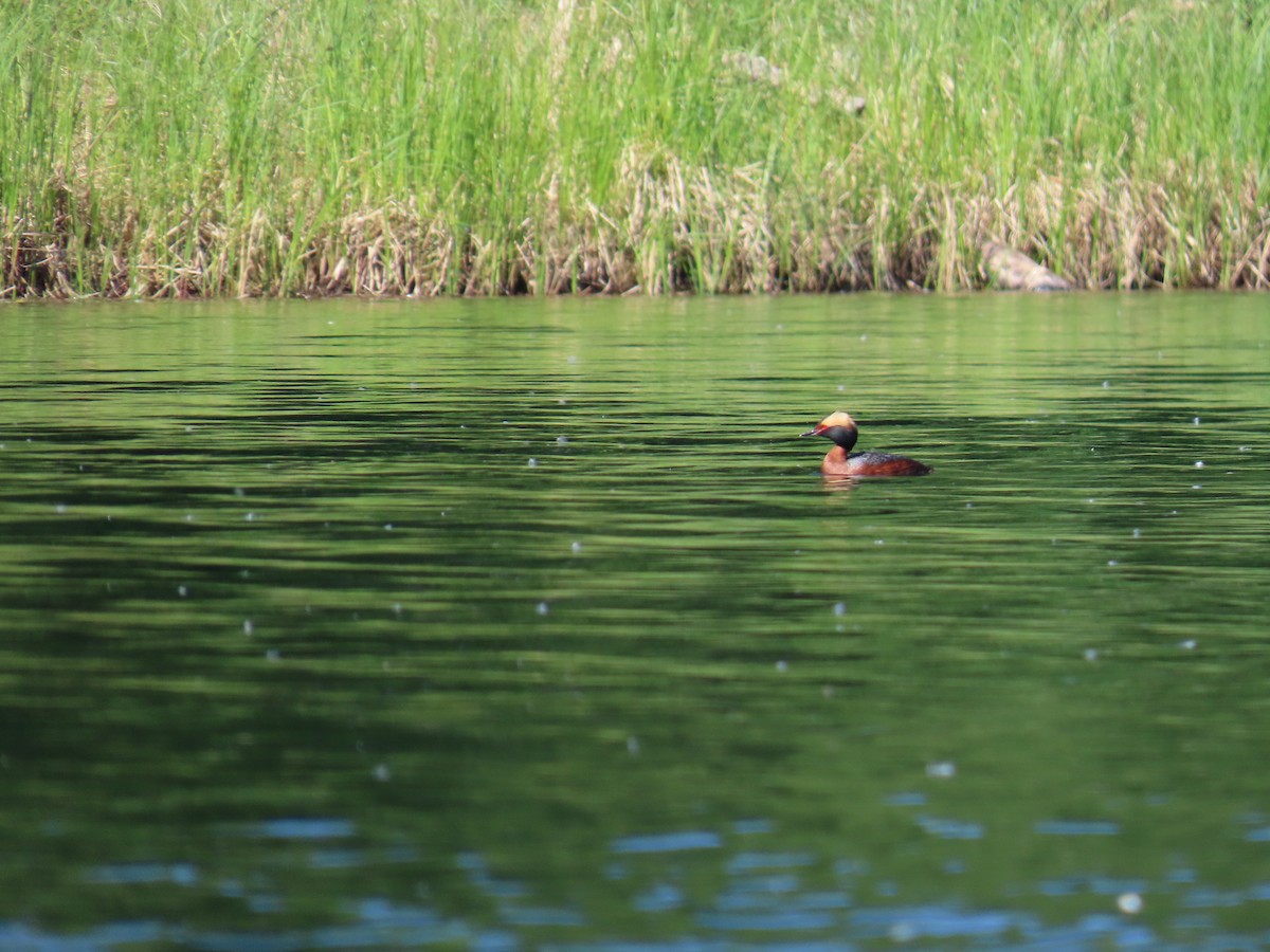 Horned Grebe - ML620553186