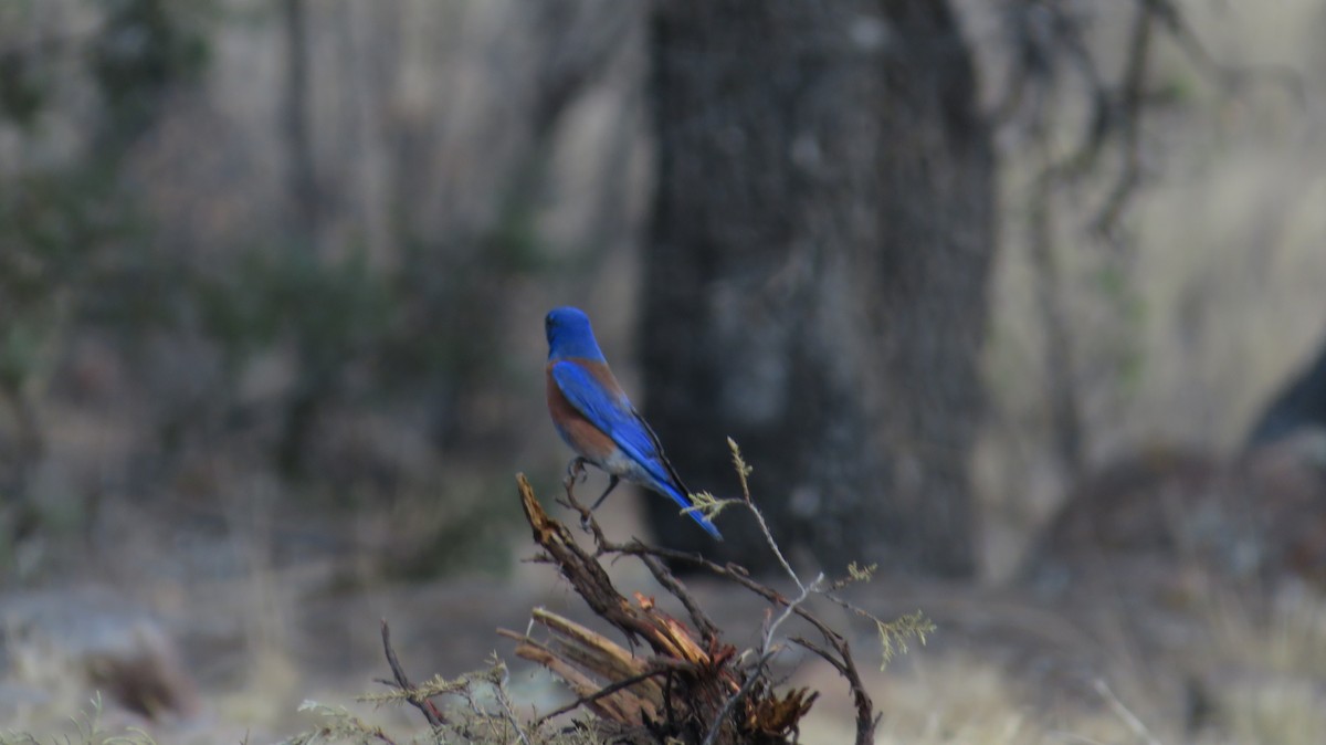 Western Bluebird - ML620553188