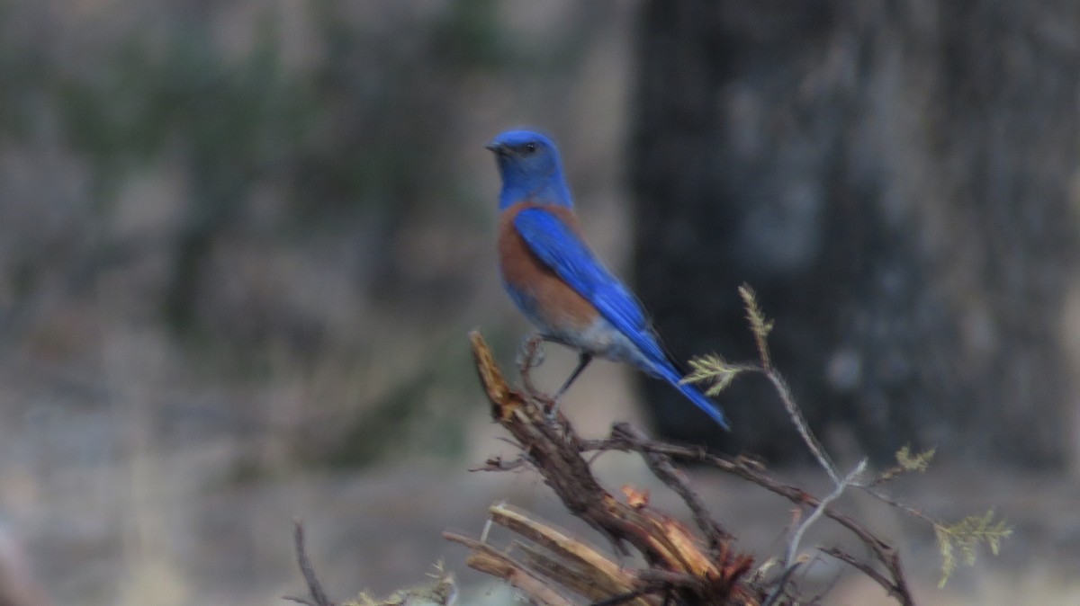 Western Bluebird - ML620553189