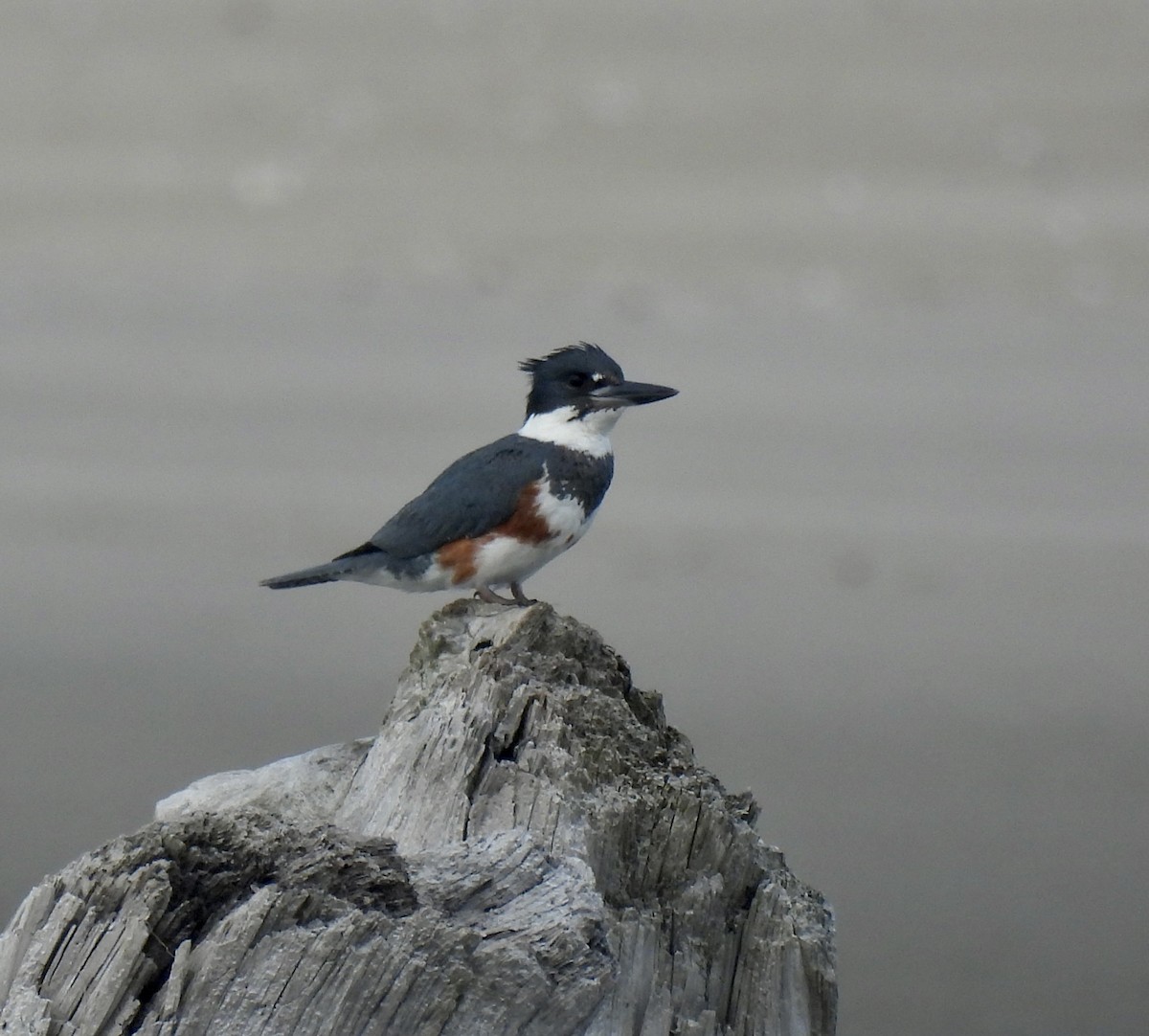 Belted Kingfisher - ML620553190