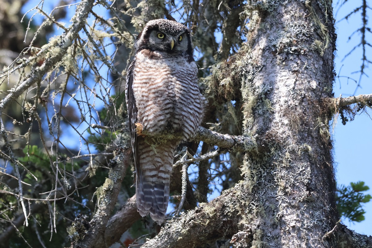 Northern Hawk Owl - ML620553234