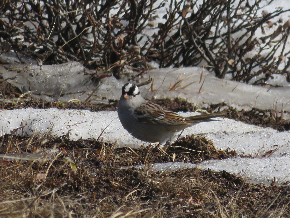 White-crowned Sparrow - ML620553247