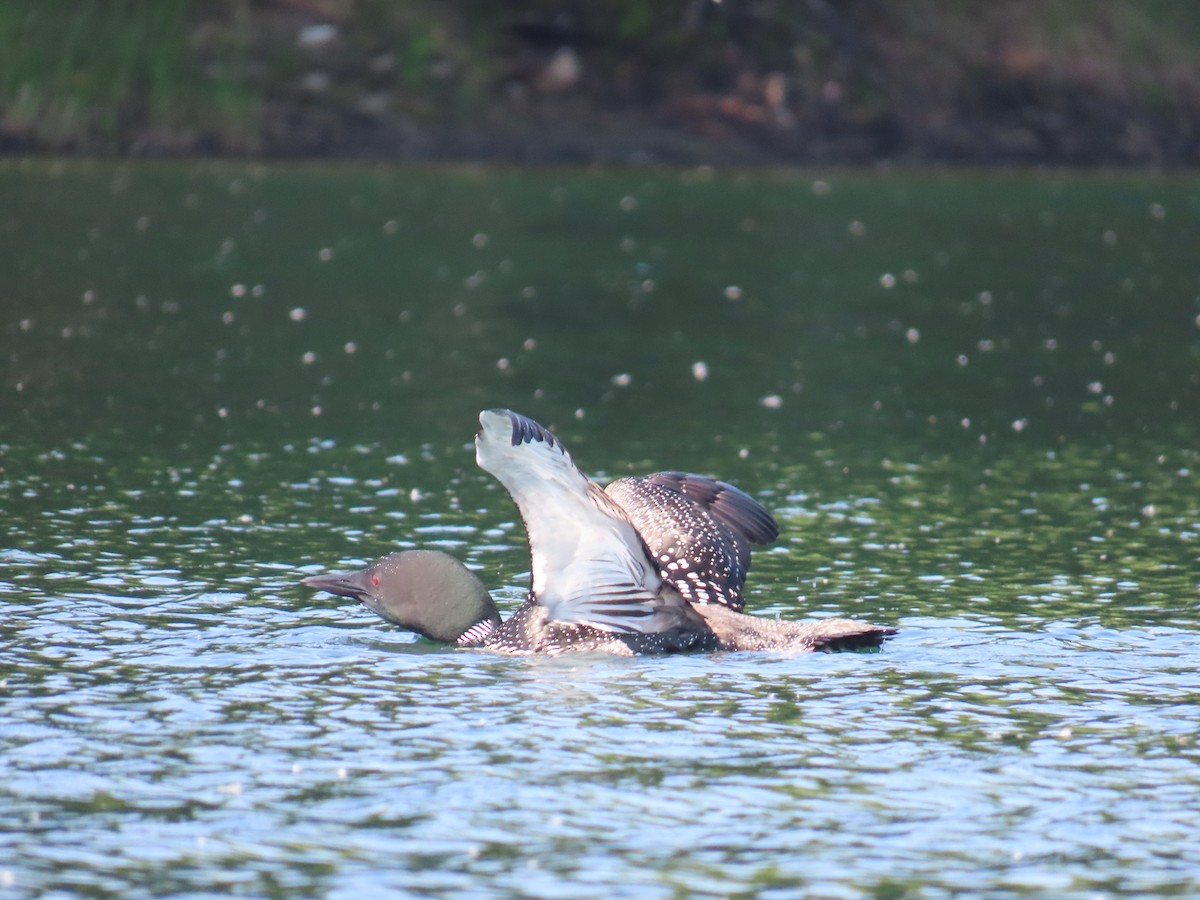 Common Loon - ML620553251