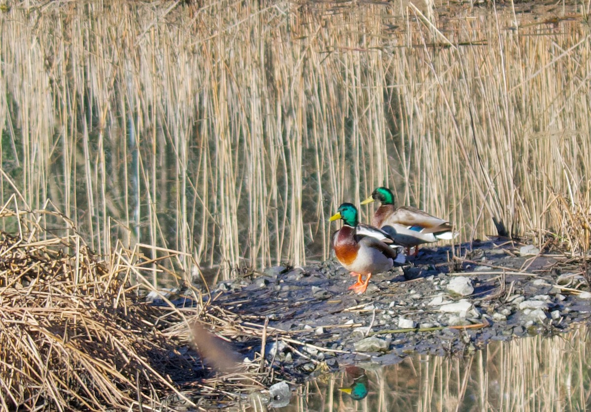 Canard colvert - ML620553252