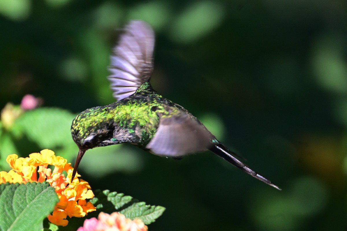 Golden-crowned Emerald - ML620553254