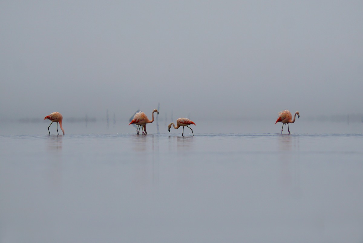 Chilean Flamingo - Adrian Antunez