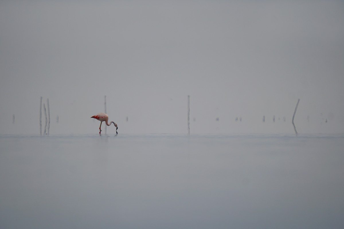 Chilean Flamingo - Adrian Antunez