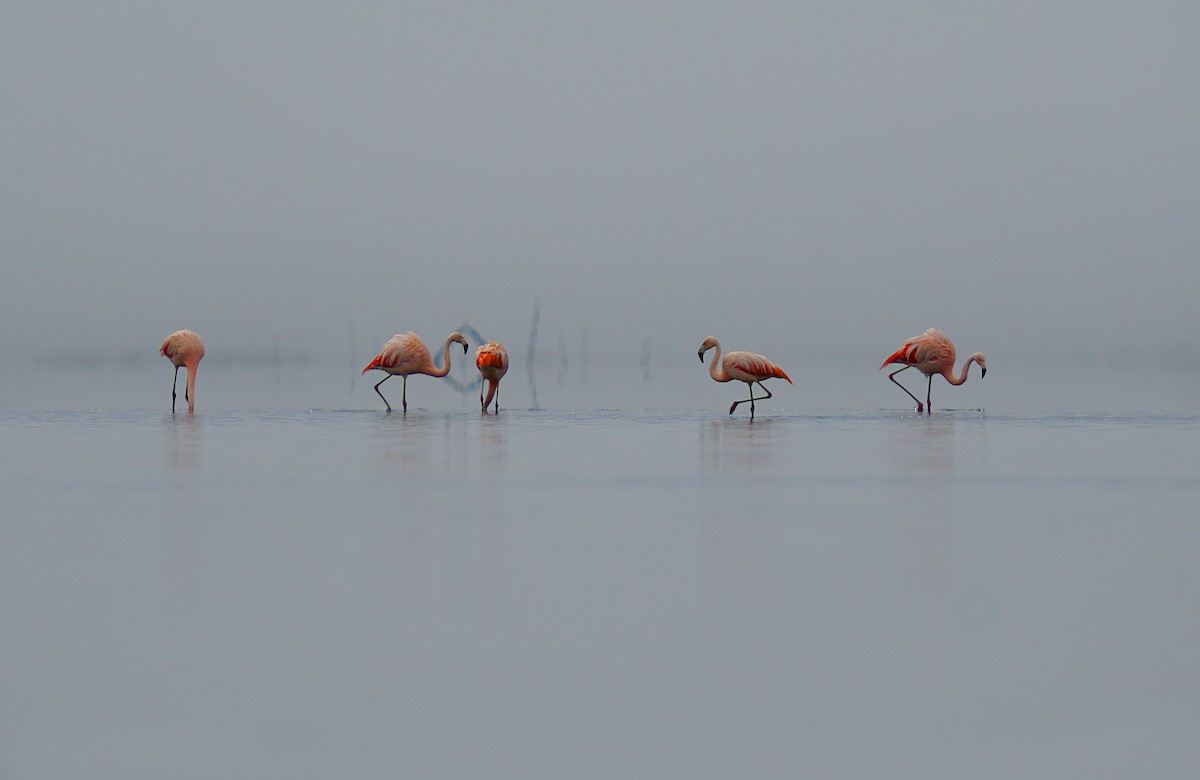 Chilean Flamingo - ML620553257