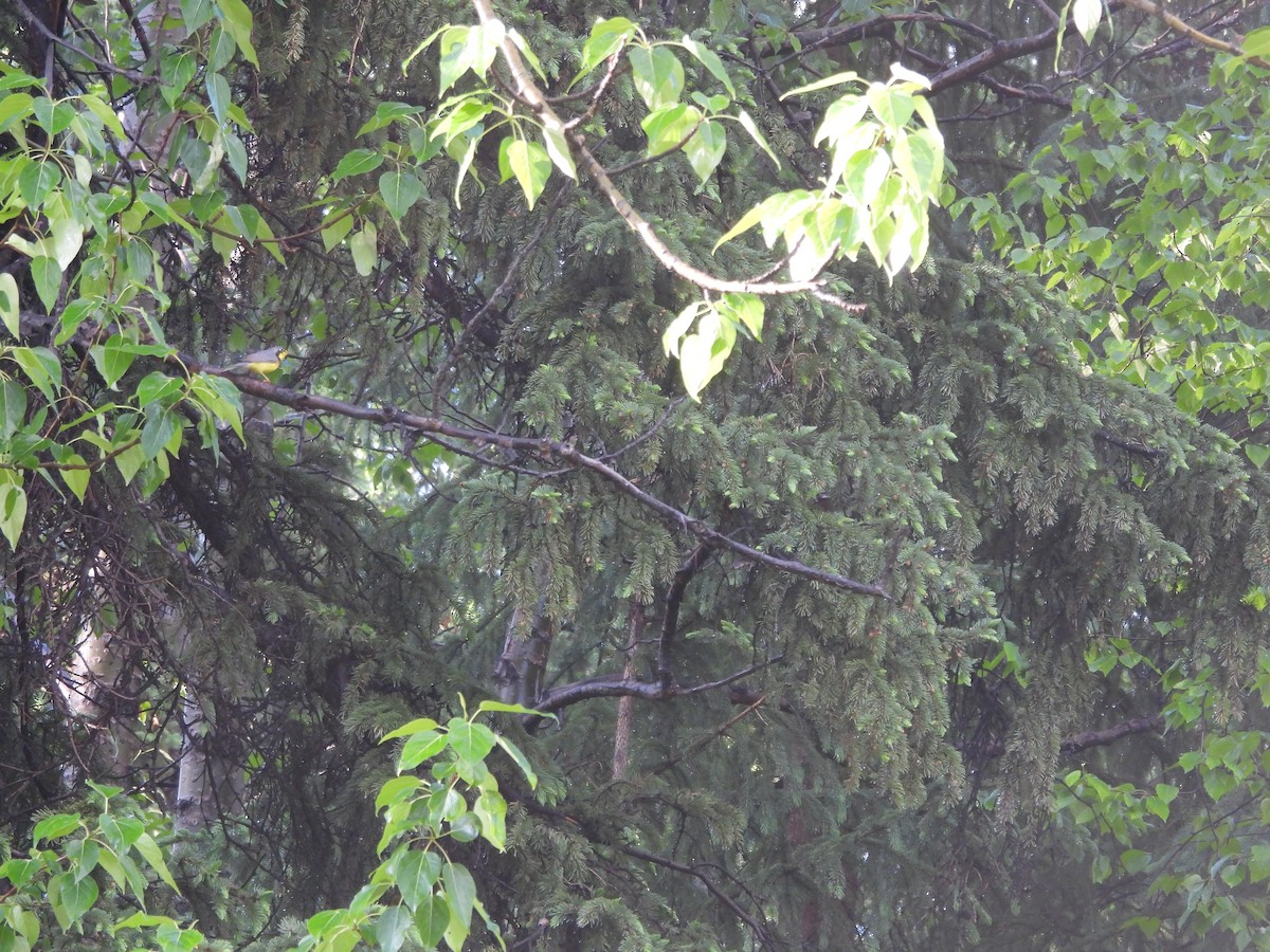 Canada Warbler - ML620553280