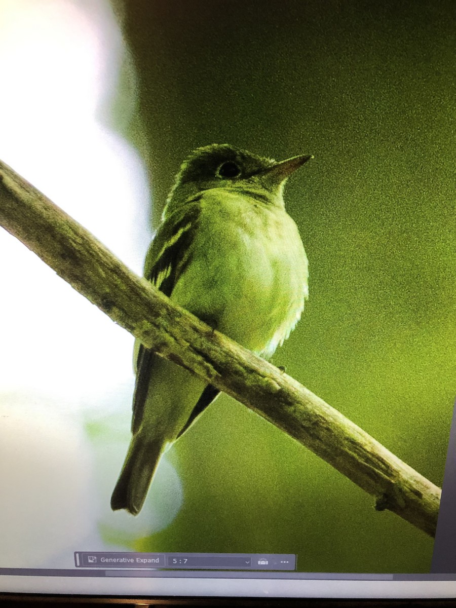 Acadian Flycatcher - ML620553289