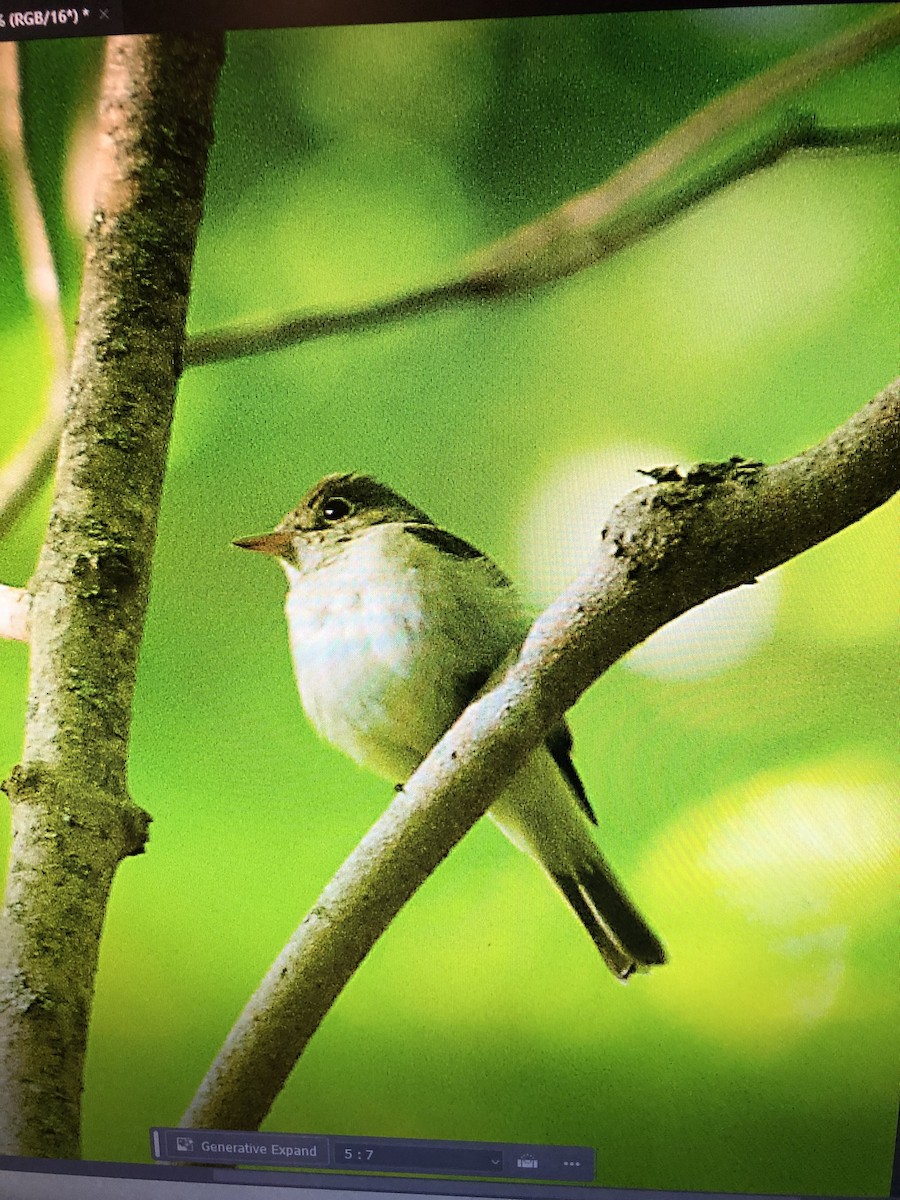 Buchenschnäppertyrann - ML620553290